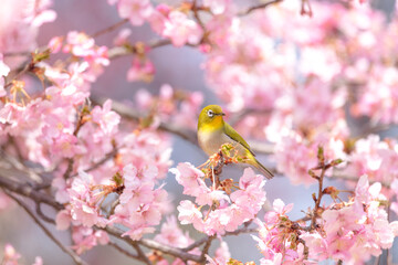 河津桜にとまるメジロ。春の風景。
