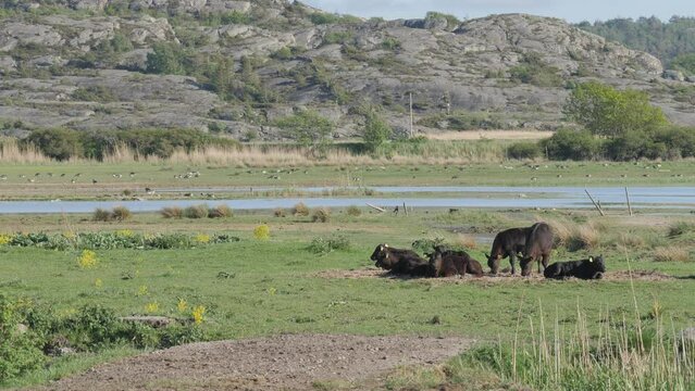 Black Cows Lying Down Resting at West Coast, Bohuslan, Sweden