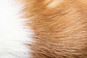 dog hair texture