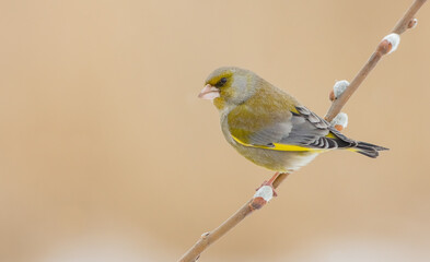 European Greenfinch   in early spring at a wetland