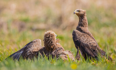 Lesser spotted eagle - pair of birds in spring
