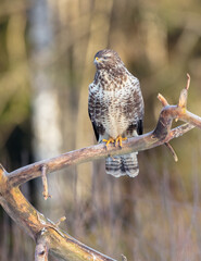 Common Buzzard in early spring at a wet forest