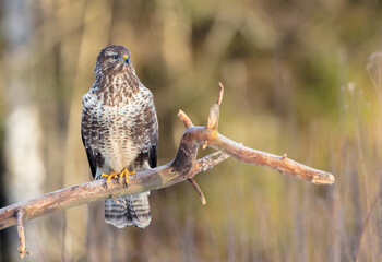 Common Buzzard in early spring at a wet forest