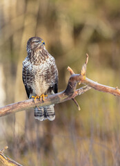 Common Buzzard in early spring at a wet forest