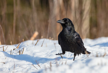 Common Raven - in winter at a wet forest
