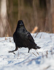 Common Raven - in winter at a wet forest