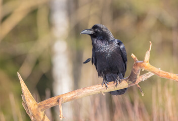 Common Raven - in winter at a wet forest