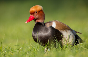 Red-crested pochard - male bird at a small pond in spring