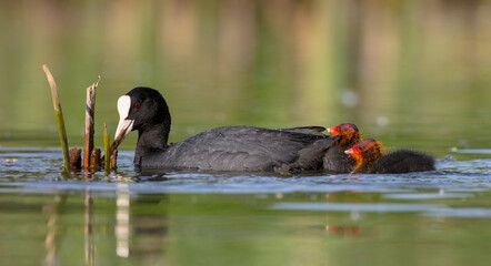 Eurasian coot - adult bird with juveniles in spring