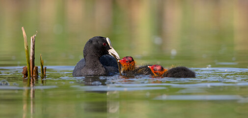 Eurasian coot - adult bird with juveniles in spring