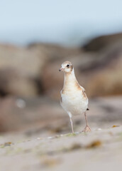 Black-headed Gull - juvenile bird on a sea cost 