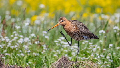 The black-tailed godwit - adult bird at a wet fields in late spring