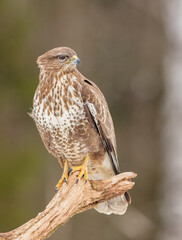 Common Buzzard in early spring at a wet forest