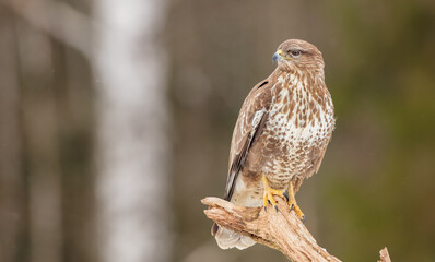 Common Buzzard in early spring at a wet forest