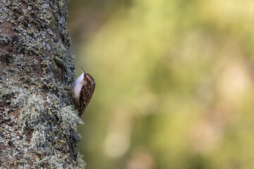 Eurasian treecreeper (Certhia familiaris), Perth, Scotland