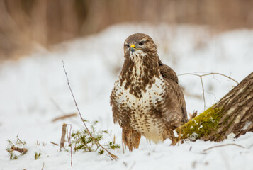 Common Buzzard in early spring at a wet forest