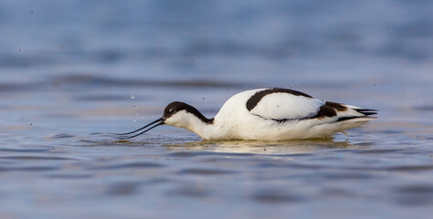 Pied avocet - feeding on the shore of lagoon in spring