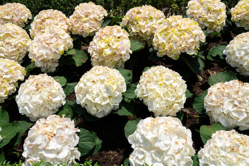 White hydrangea flowers blooming in Da Nang Park, Vietnam