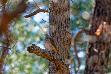 Obraz premium Hermit thrush bird on a branch