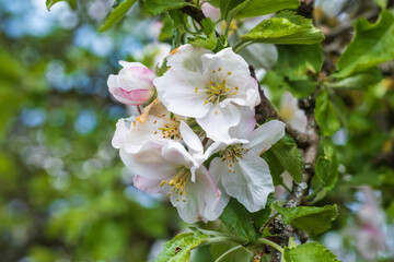 Obraz premium Close up of pink and white cherry blossoms in Franconian Switzerland/Germany