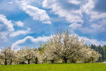 Fototapeta na wymiar Cherry trees in full bloom near Pretzfeld - Germany in Franconian Switzerland
