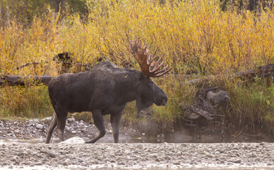 Bull Moose During the Rut in Autumn in Wyoming