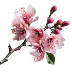 a spring-themed illustration featuring isolated vibrant pink cherry blossom flowers on a cherry tree branch, set on a transparent background and provided in PNG. Generative AI