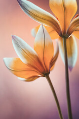 Wiosenne kwiaty - Tulipany botaniczne Tarda