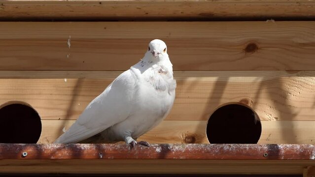 white dove in front of the nest
