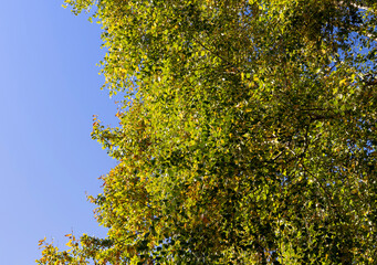 Fototapeta premium Yellowing and falling foliage of deciduous trees in autumn
