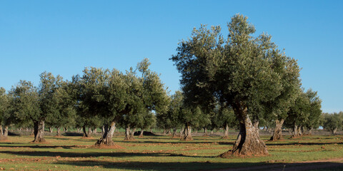 Campo madrileño, olivar español