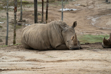 Fototapeta premium kraft