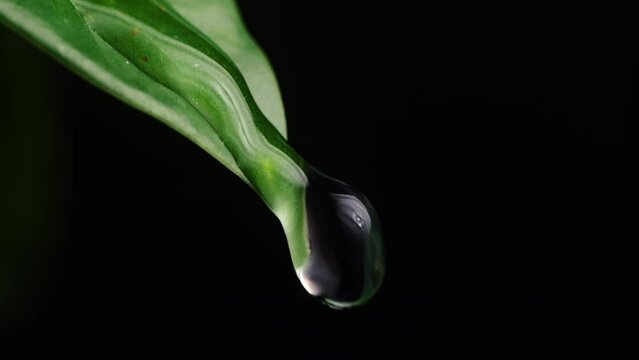 water droplets flowing on green leaf and dark background, macro shot.