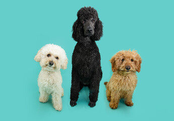 Portrait three cute white, black and red poodle dog sitting, tiltilng head side  and looking at camera. Isolated on blue background