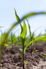 small green corn sprouts in the summer