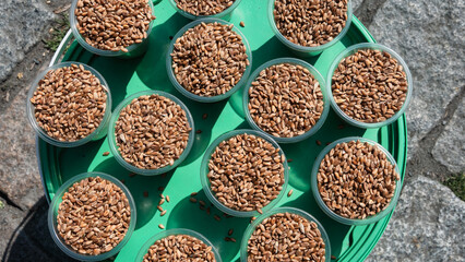 Pigeon food in plastic glasses in Istanbul, traditional way of feeding pigeons, travel idea, bird forage in cups, travel around in Ortakoy Turkey