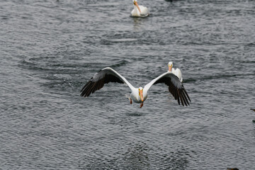 American White Pelican is one of the largest birds in North America with a wingspan of over 9'.