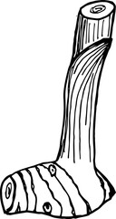 Hand drawn Alpinia galanga