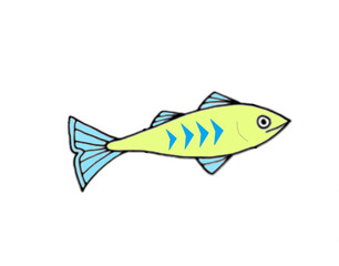 fish on a white background