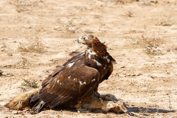 Fototapeta premium Golden eagle or Aquila chrysaetos on the hunt in the steppe, Kyrgyzstan.