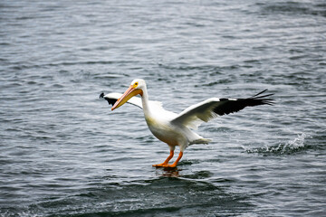 American White Pelican is one of the largest birds in North America with a wingspan of over 9'.