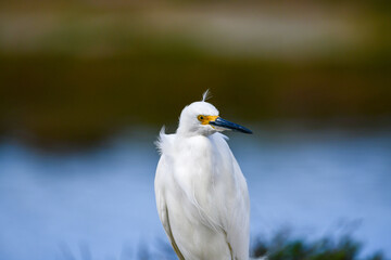 A snowy egret surveying a marshy habitat