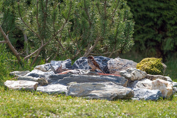 a sparrow in the garden is bathing and splashing with water in a bird bath with granite stones, at a sunny spring day