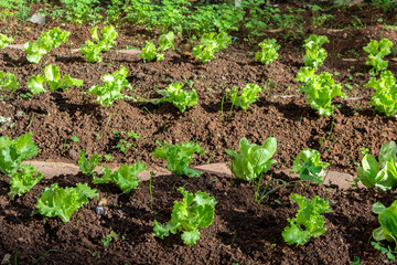 Fototapeta na wymiar Close up of green lettuce leaves in a vegetable garden in Brazil