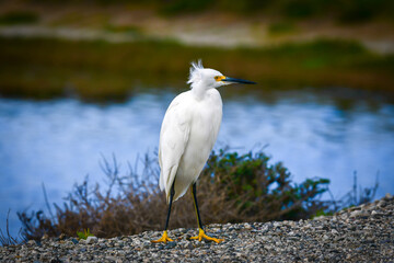 A snowy egret surveying a marshy habitat