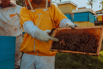 Beekeepers checking honey on the beehive frame in the field. Small business owners on apiary. Natural healthy food produceris working with bees and beehives on the apiary.