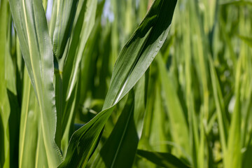 Green corn in a field in the sunny summer season
