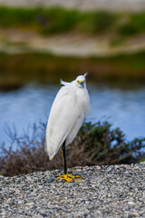 A snowy egret surveying a marshy habitat