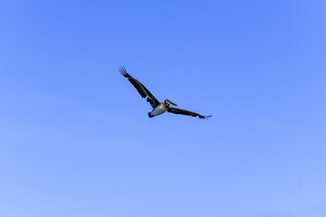 The Brown Pelican soaring over a wetland in Southern California USA .This coastal bird  inhabits salt bays, beaches and ocean areas along the coast.