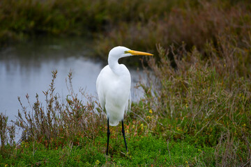 Obraz premium A Great Egret hunting in a marsh
